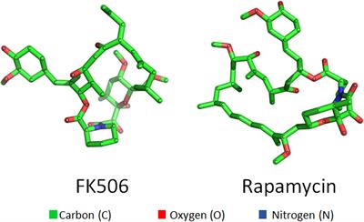 Interactions of FK506 and Rapamycin With FK506 Binding Protein 12 in Opportunistic Human Fungal Pathogens